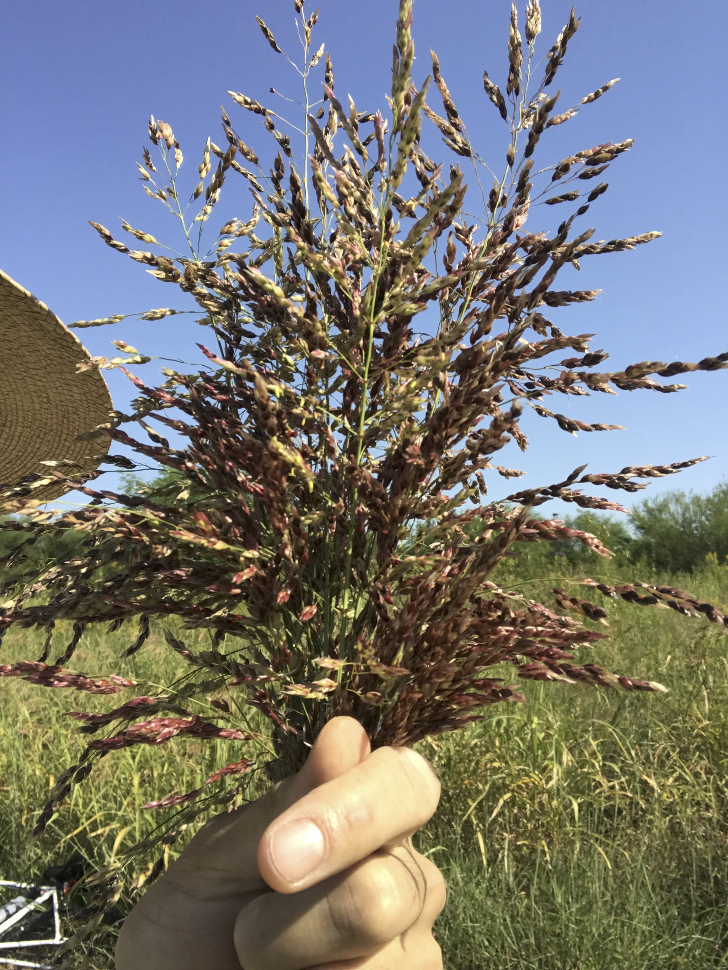 Foraging practices on the shore of the&nbsp;Brays Bayou&nbsp;